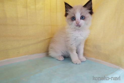 成約済の東京都のラグドール-53987の4枚目