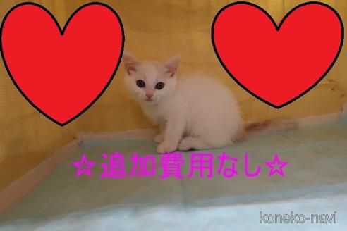 成約済の東京都のマンチカン-53990の1枚目