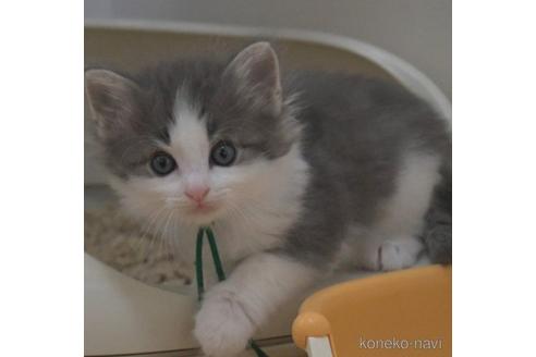 成約済の茨城県のノルウェージャンフォレストキャット-54763の4枚目