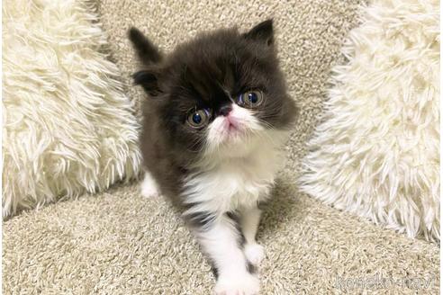 商談中の福岡県のエキゾチックショートヘア-54782