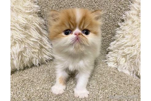 販売中の福岡県のエキゾチックショートヘア-54784