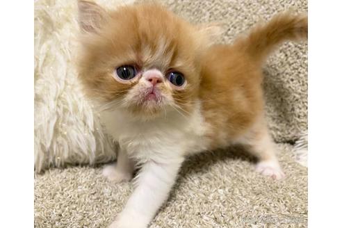 成約済の福岡県のエキゾチックショートヘア-54787の5枚目
