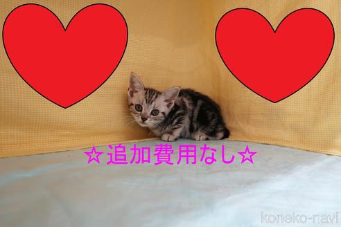 販売中の東京都のアメリカンショートヘア-52755