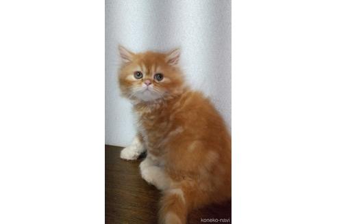 販売中の栃木県のスコティッシュストレート-53007