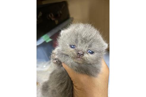 販売中の神奈川県のエキゾチックショートヘア-54190