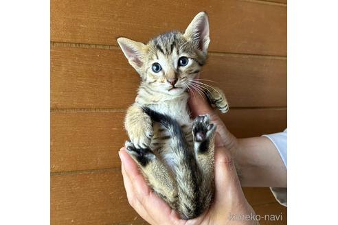 成約済の愛知県のミックス-53715の6枚目