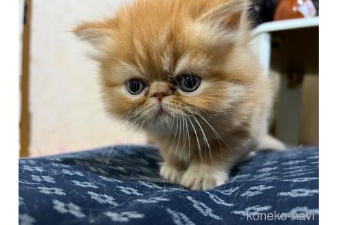 成約済の埼玉県のミックス-54187の23枚目