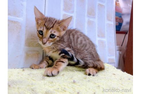 成約済の東京都のトイガー-55009の2枚目