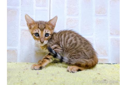 成約済の東京都のトイガー-55009の1枚目