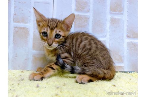 成約済の東京都のトイガー-55009の3枚目