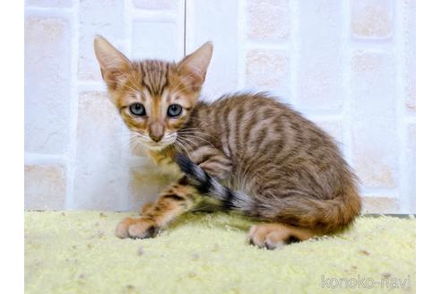 成約済の東京都のトイガー-55009の4枚目