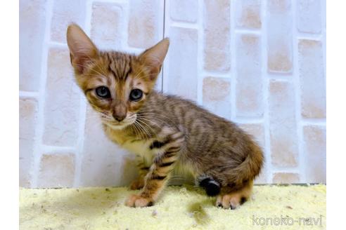 成約済の東京都のトイガー-55009の5枚目