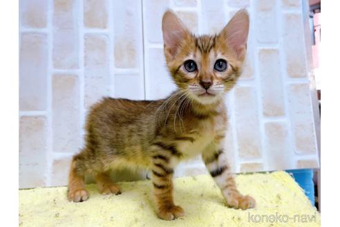 成約済の東京都のトイガー-55008の1枚目