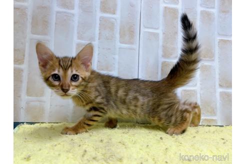 成約済の東京都のトイガー-55008の3枚目