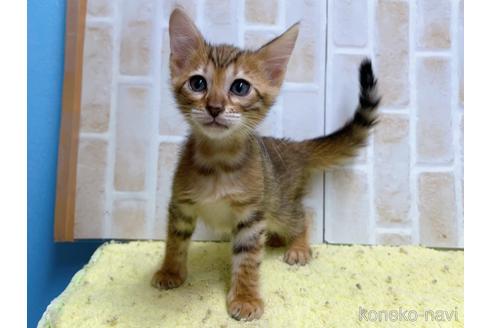 成約済の東京都のトイガー-55008の4枚目