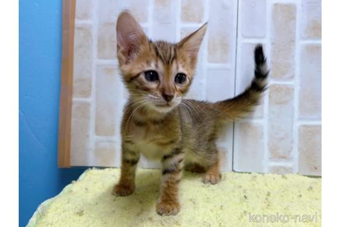 成約済の東京都のトイガー-55008の5枚目