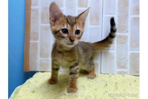 成約済の東京都のトイガー-55008の6枚目