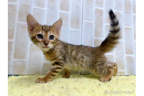 成約済の東京都のトイガー-55008の7枚目