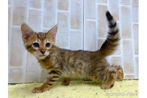 成約済の東京都のトイガー-55008の2枚目