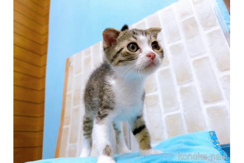 成約済の東京都のスコティッシュフォールド(折れ耳)-49537の4枚目