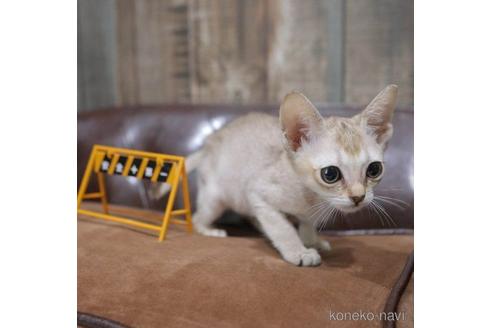 販売中の兵庫県のシンガプーラ-55038