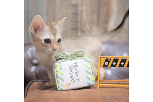 販売中の兵庫県のシンガプーラ-55039