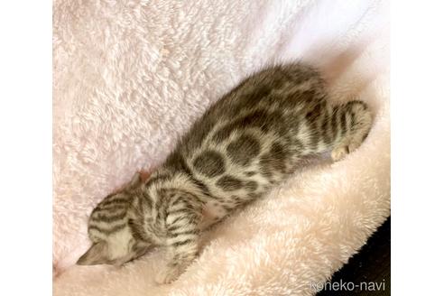 成約済の静岡県のベンガル-55065の41枚目