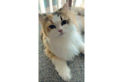 マリモちゃん1枚目
