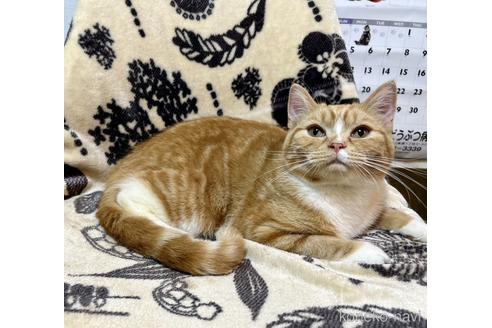 販売中の北海道のスコティッシュフォールド-46135