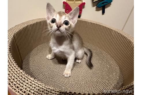 販売中の岐阜県のシンガプーラ-55097の2枚目
