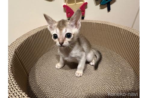 販売中の岐阜県のシンガプーラ-55097の3枚目