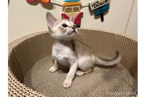 販売中の岐阜県のシンガプーラ-55097の4枚目