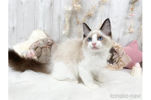 成約済の大阪府のラグドール-48165の2枚目