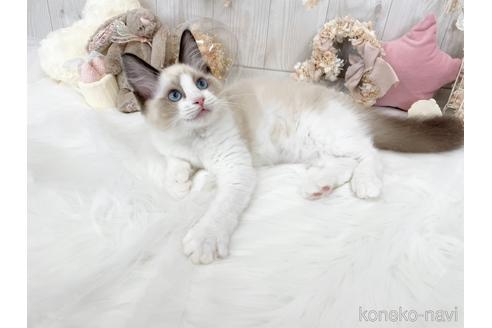 成約済の大阪府のラグドール-48165の3枚目