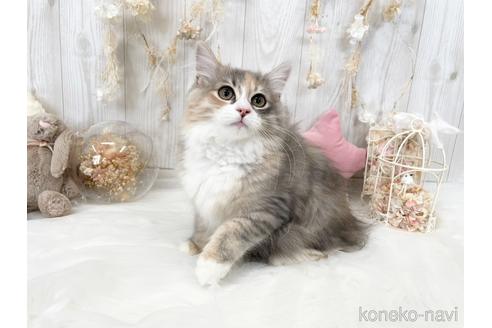 成約済の大阪府のサイベリアン-45892の1枚目