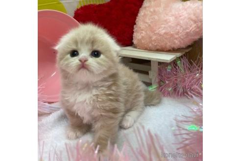 販売中の大阪府のスコティッシュフォールド(折れ耳)-55163