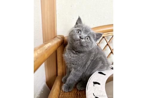 販売中の愛知県のブリティッシュショートヘア-54946の5枚目