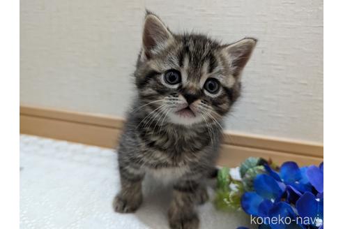 成約済の広島県のミックス-53718の14枚目