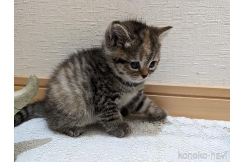 成約済の広島県のミックス-53716の62枚目