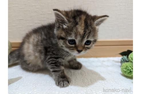 成約済の広島県のミックス-53716の57枚目
