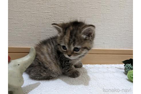 成約済の広島県のミックス-53716の46枚目