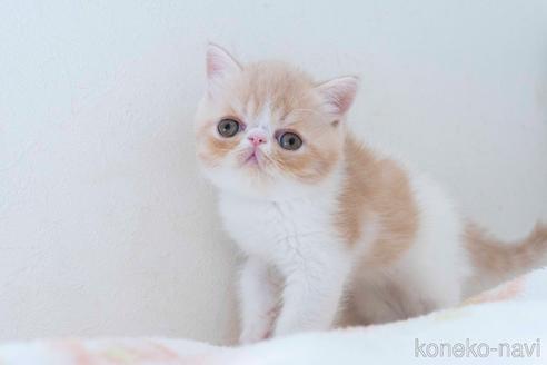 成約済の東京都のエキゾチックショートヘア-53015の38枚目