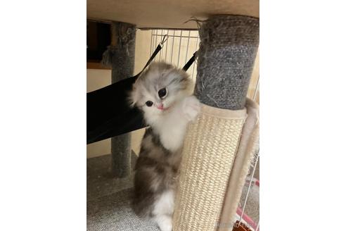 販売中の和歌山県のスコティッシュフォールド-54992