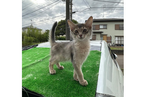 成約済の千葉県のアビシニアン-54979の4枚目