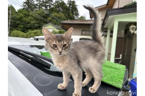 成約済の千葉県のアビシニアン-54979の2枚目