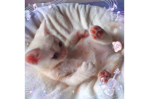 販売中の東京都のアメリカンショートヘア-50772の2枚目