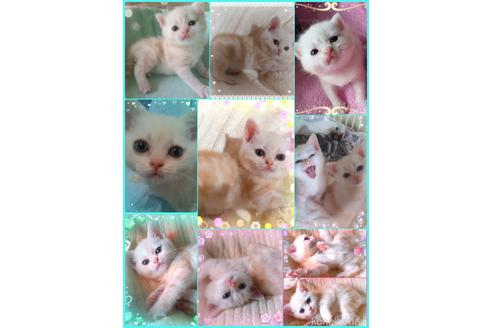 販売中の東京都のアメリカンショートヘア-50790の3枚目