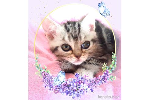 販売中の東京都のアメリカンショートヘア-50764の5枚目