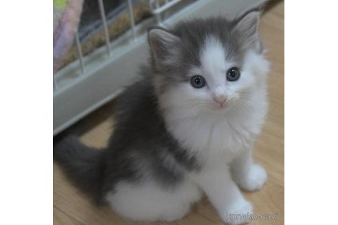 成約済の茨城県のノルウェージャンフォレストキャット-55354