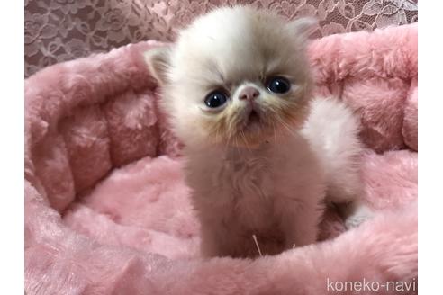 販売中の三重県のエキゾチックショートヘア-54510